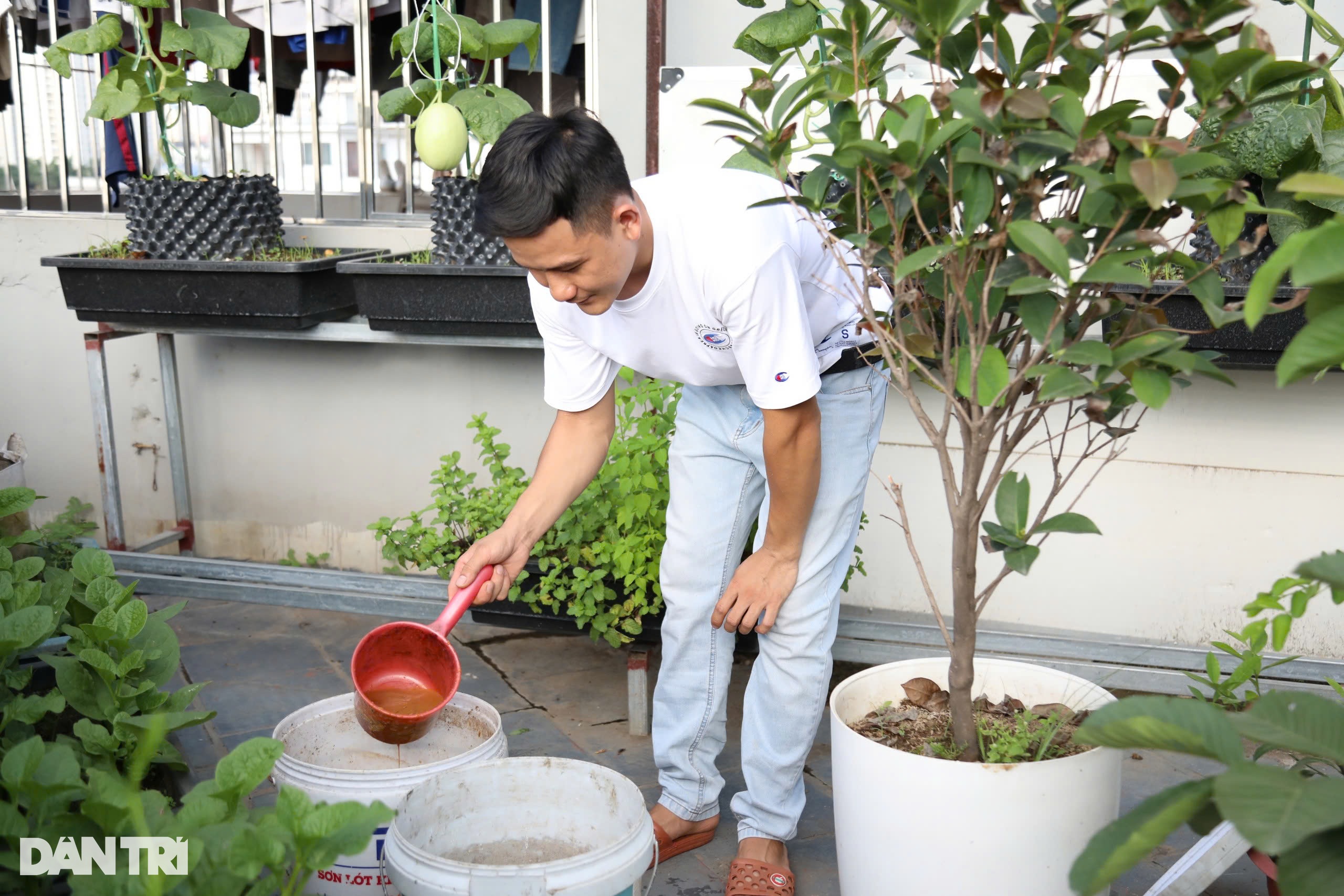 Ông bố ở Hà Nội trồng dưa lưới, nuôi cá sân thượng, kiếm chục triệu/tháng - 7 Ông bố ở Hà Nội trồng dưa lưới, nuôi cá sân thượng, kiếm chục triệu/tháng - 7