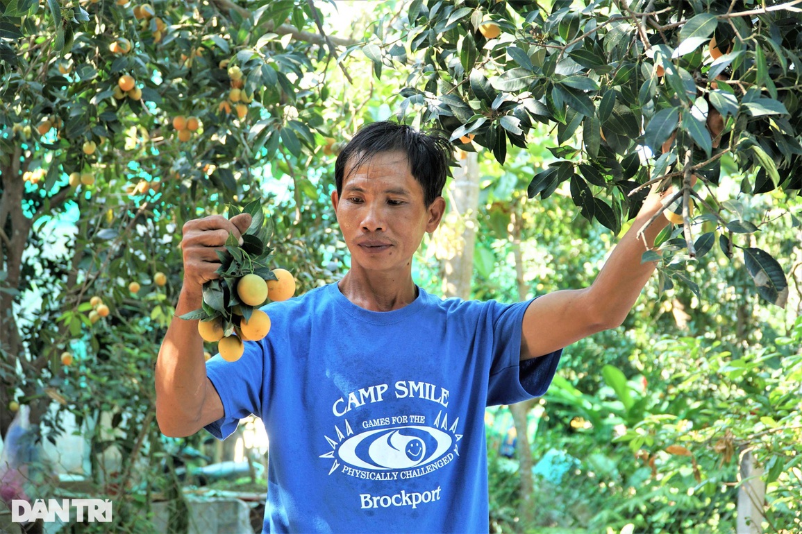 Trồng xoài rừng làm chơi ăn thiệt - 4 Trồng xoài rừng làm chơi ăn thiệt - 4