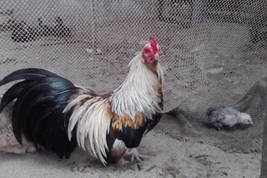 Chiêu trò chiếm đoạt hơn 12 tấn gà tre của gã trai