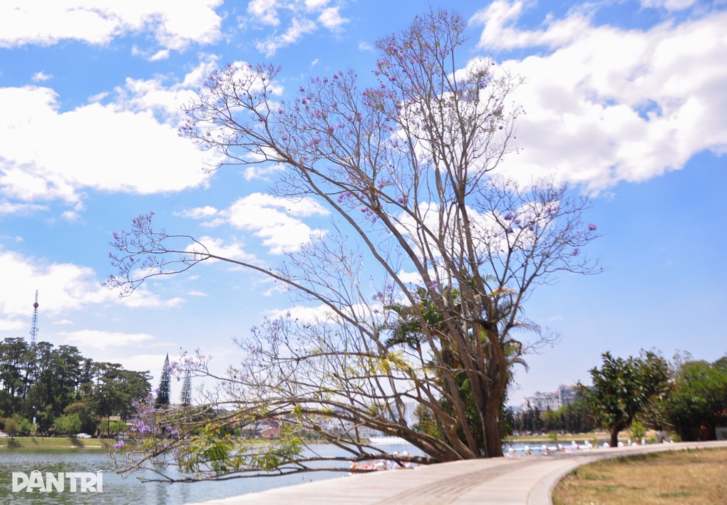 Phượng tím bên hồ Xuân Hương Đà Lạt bị gió quật ngã - 2 Phượng tím bên hồ Xuân Hương Đà Lạt bị gió quật ngã - 2