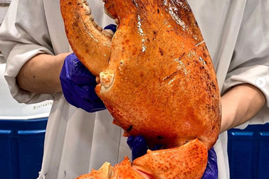 Càng tôm hùm khổng lồ 200.000 đồng/kg mua dễ như rau