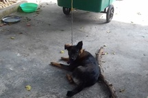 Hy hữu hàng xóm kiện nhau ra tòa giành quyền nuôi chó