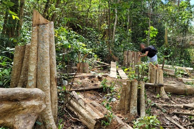 Khởi tố vụ án lâm tặc "xẻ thịt" 149 cây rừng