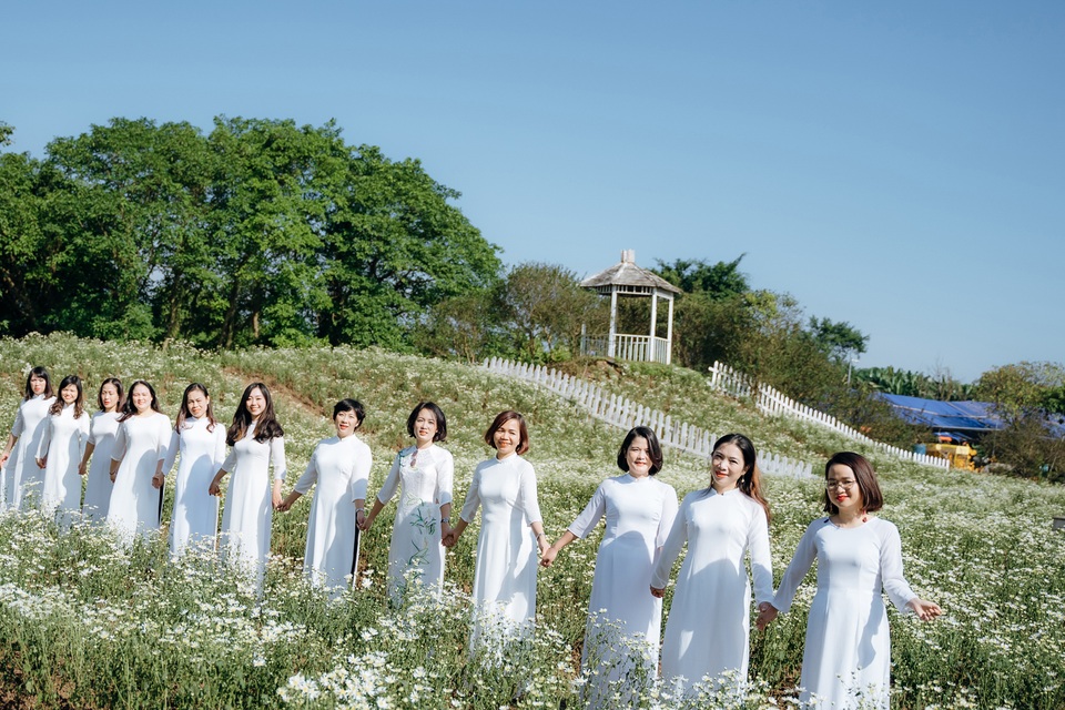 Lạc vào cánh đồng cúc họa mi 3.000m2 đẹp mê mẩn ở Hà Nội - 1 Lạc vào cánh đồng cúc họa mi 3.000m2 đẹp mê mẩn ở Hà Nội - 1