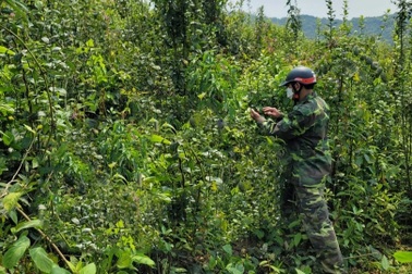 Phát hiện thi thể nam giới đang phân hủy trong rừng ở Lạng Sơn