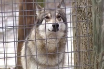 Dịch vụ viết tên người yêu cũ lên bánh rồi ném cho sói ăn vào dịp Valentine