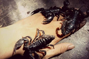 Rùng mình với bộ sưu tập 12 thú cưng "độc lạ" của 10x Khánh Hòa