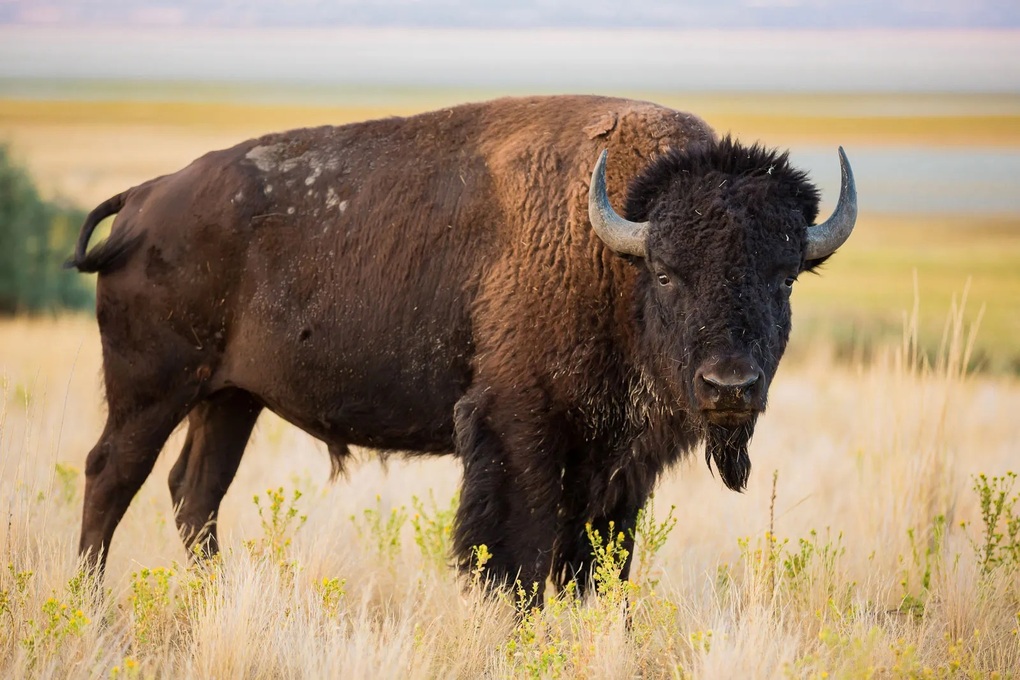 Bò rừng bison châu Mỹ là loài động vật gây ra số thương tích nhiều nhất cho du khách tại Vườn quốc gia Yellowstone (Ảnh minh họa: Pinterest). Bò rừng bison châu Mỹ là loài động vật gây ra số thương tích nhiều nhất cho du khách tại Vườn quốc gia Yellowstone (Ảnh minh họa: Pinterest).
