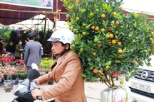 Kiếm tiền triệu nhờ chở quất, đào ngày giáp Tết