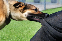 Người phụ nữ tử vong vì vết cắn của chó nhà cách đây 3 tháng