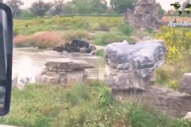 Du khách "sốc nặng" khi chứng kiến cảnh gấu vồ chết nhân viên vườn thú