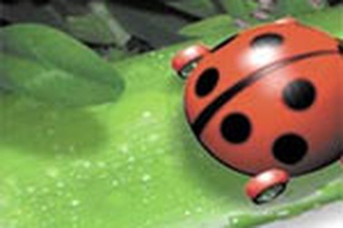 Khuyến mãi dịch vụ MegaVNN 