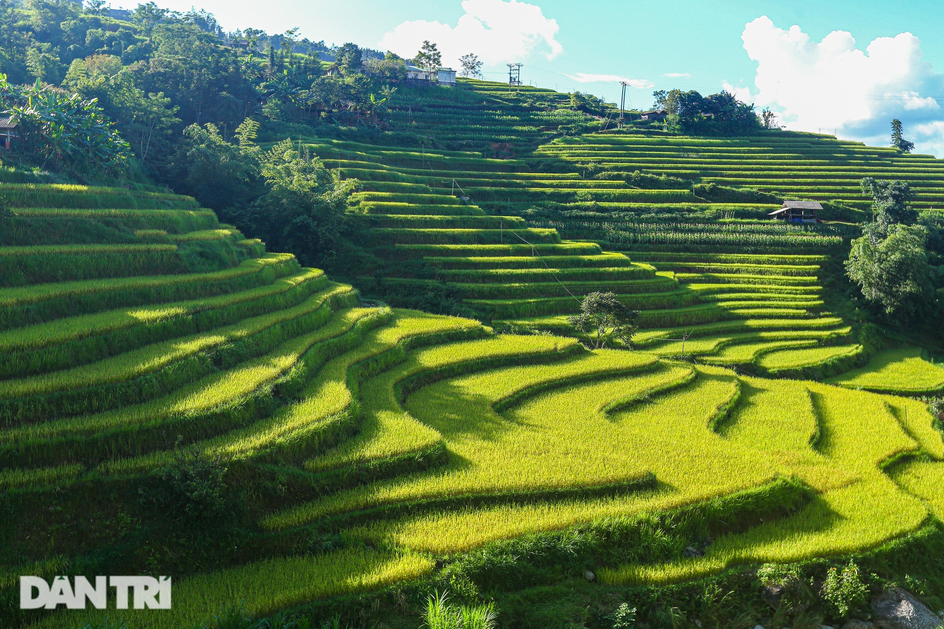 Ngắm mùa vàng bình yên ở Hoàng Su Phì, không lo tắc đường, chen chúc - 1 Ngắm mùa vàng bình yên ở Hoàng Su Phì, không lo tắc đường, chen chúc - 1