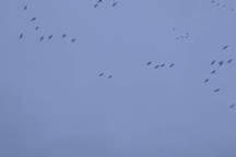 Hàng trăm con ngỗng đột nhiên rụng như sung khi bay qua khu vực "tử thần"