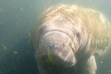 Hình ảnh đáng yêu về lợn biển