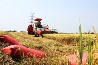 Thu chục triệu đồng mỗi ngày nhờ chạy đồng cắt lúa mướn