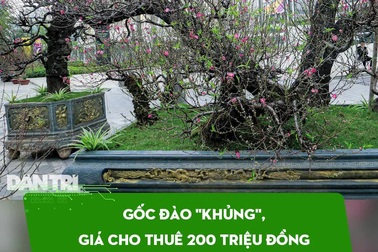 Gốc đào "khủng", giá cho thuê 200 triệu đồng dịp Tết ở Hà Nội