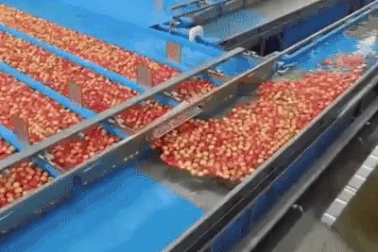 Trái cây ngoại được kiểm định nghiêm ngặt thế nào trước khi xuất bán?