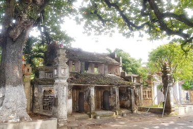 Ngôi chùa cổ có 2 cây di sản đầu tiên ở Ninh Bình