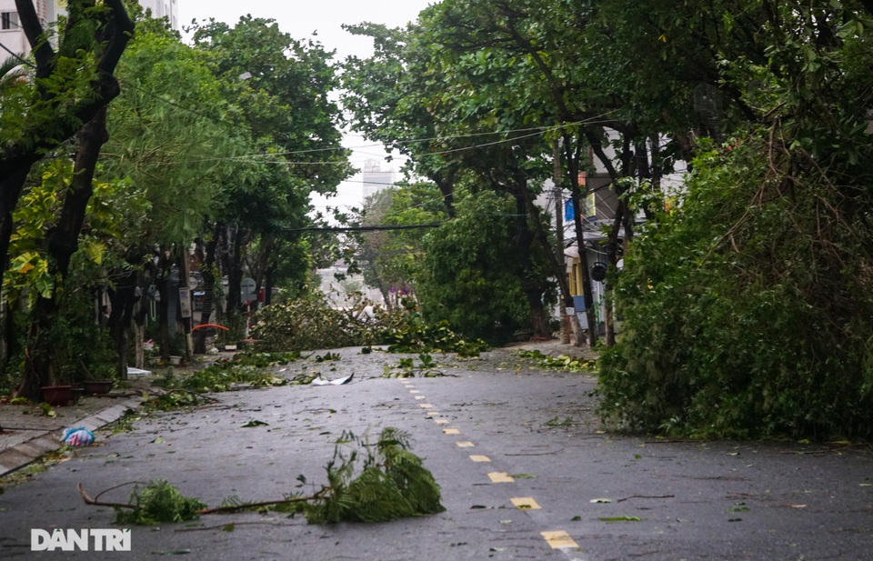 Đường phố Đà Nẵng ngổn ngang, cây xanh ngã đổ la liệt sau bão - 4 Đường phố Đà Nẵng ngổn ngang, cây xanh ngã đổ la liệt sau bão - 4