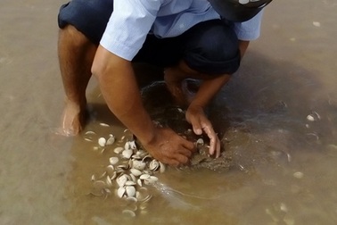 Thêm một hợp tác xã mất trắng 20 tỷ đồng vì nghêu chết hàng loạt