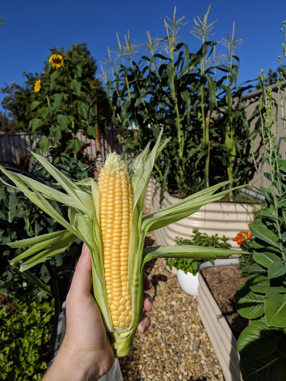 Thích mê khu vườn nhỏ đủ loại cây trái của cặp đôi yêu nhau 16 năm - 10