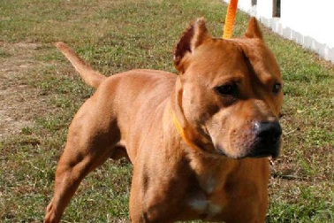 Hy hữu chó được chỉ định luật sư bào chữa