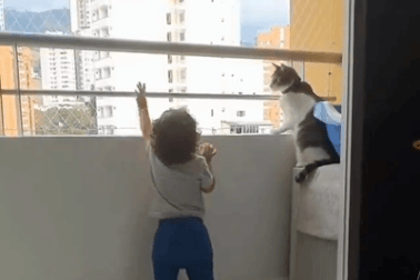 Chú mèo kiên quyết ngăn cản bé trai trèo lên lan can