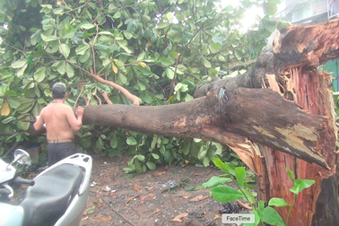 TPHCM: Nhiều nhà dân tốc mái, cây xanh bật gốc sau mưa