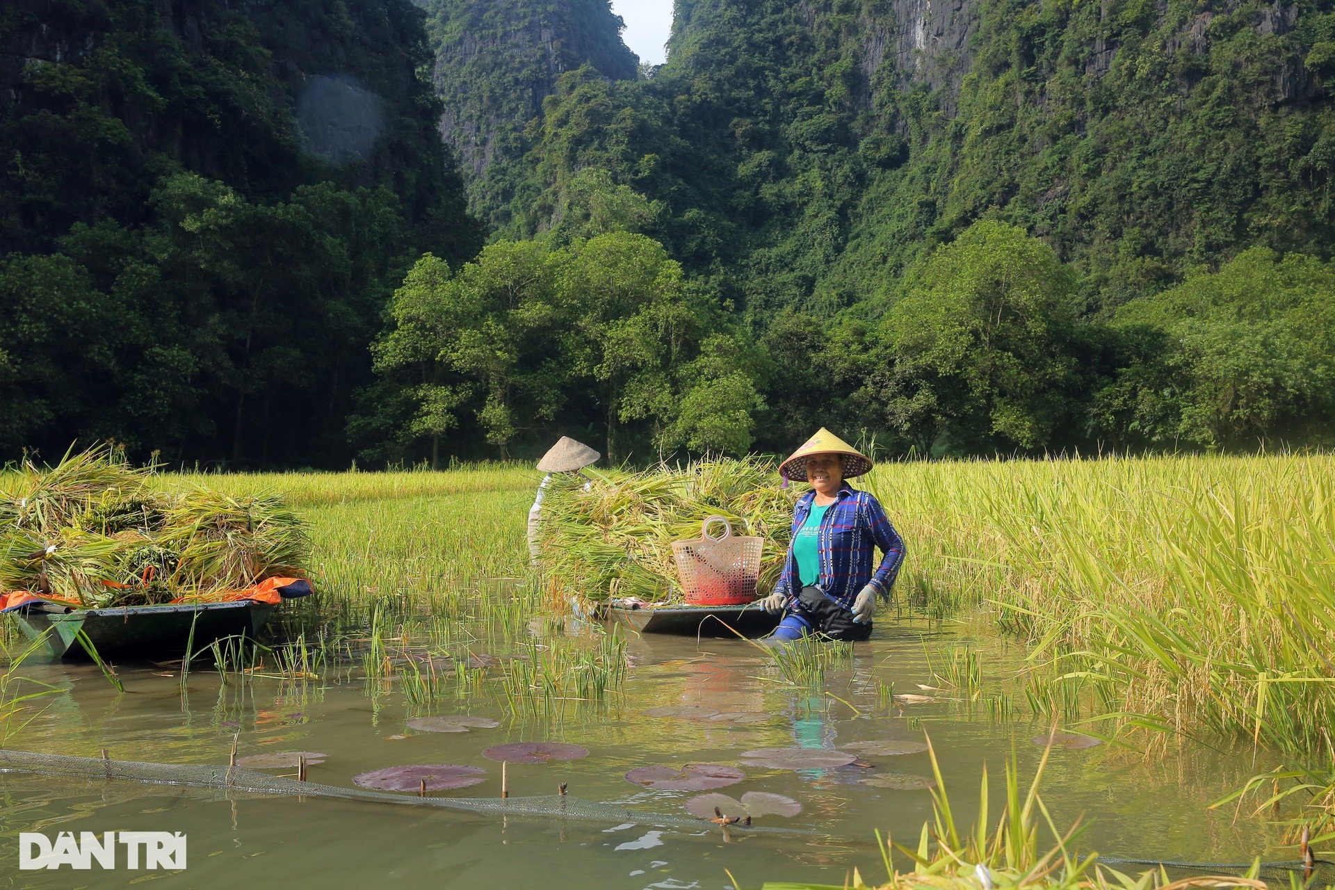 Nông dân ngâm mình gặt lúa ở cánh đồng đẹp nức tiếng Việt Nam - 4