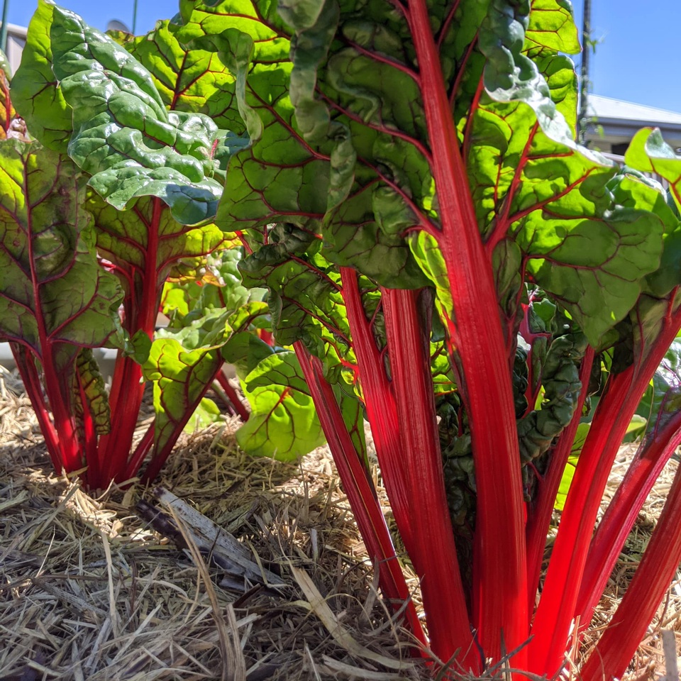 Thích mê khu vườn nhỏ đủ loại cây trái của cặp đôi yêu nhau 16 năm - 6