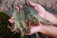 Ngành tôm Việt ở đâu trên bản đồ thế giới?