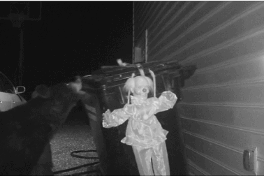 “Búp bê ma” giúp xua đuổi gấu bới thùng rác ở Mỹ