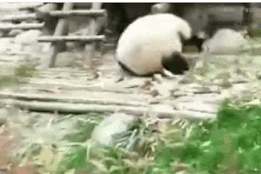 Clip gấu trúc biểu diễn kung fu hài hước “gây sốt” trên mạng