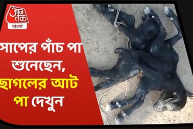 Con dê chào đời với 8 chân