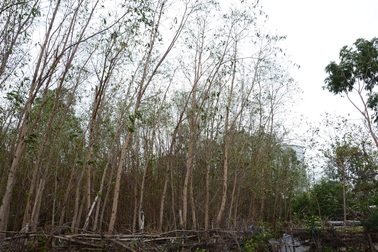 Chưa xác định nguyên nhân cây héo úa bất thường quanh dự án thép Hòa Phát