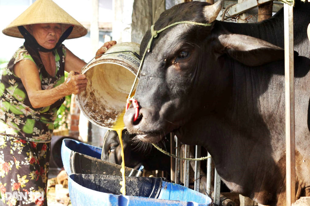 Nuôi con trên bờ kết hợp con dưới nước, lão nông thu lãi cao - 5 Nuôi con trên bờ kết hợp con dưới nước, lão nông thu lãi cao - 5