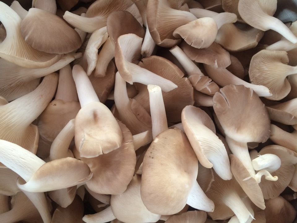 Top 5 thực phẩm giúp ngừa ung thư vú - 1 Top 5 thực phẩm giúp ngừa ung thư vú - 1