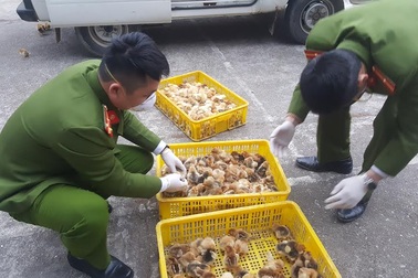Lạng Sơn: Bắt giữ gần 7000 con gia cầm giống nhập lậu Trung Quốc
