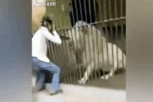 Kinh hoàng khoảnh khắc nhân viên sở thú Pakistan bị sư tử trắng tấn công