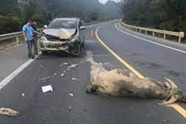 Xe đâm phải trâu bò trên quốc lộ, ai phải bồi thường?