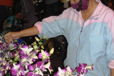 Đêm xuống đổ xô đi sắm cây kiểng