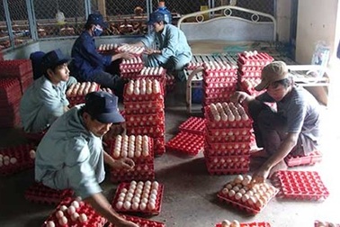 Gà vừa mở mắt đã "còng lưng" gánh phí