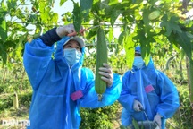 Tâm dịch Bắc Ninh: Nông dân không ra đồng, lúa và hoa màu tự chất đầy nhà