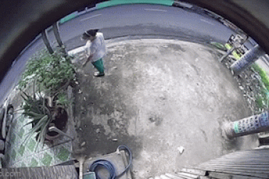 Người phụ nữ bị giật dây chuyền khi quan sát cây ổi trước nhà