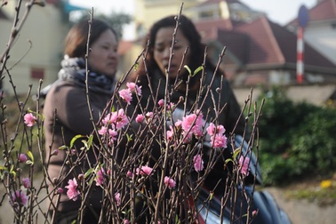 Người Hà Nội đi mua đào Nhật Tân chơi tết sớm