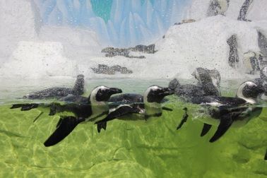 “Thám hiểm” Thủy cung lớn nhất Việt Nam