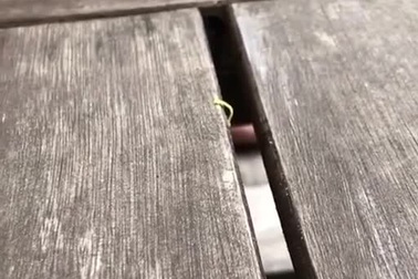 Thú vị khoảnh khắc chú sâu tí hon nỗ lực hết mình để vượt qua “vực thẳm”