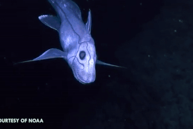 Cá mập ma - Sinh vật huyền bí nhất dưới đáy đại dương