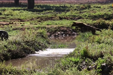 Chó hoang châu Phi trượt ngã khi nhảy qua rãnh nước